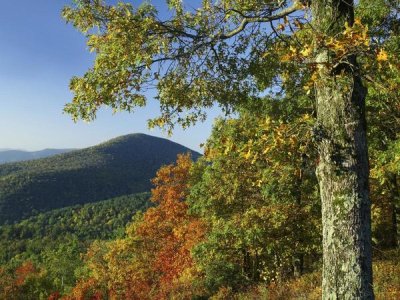 Tim Fitzharris - Broadleaf forest in fall colors as seen from Doyles River Overlook, Shenandoah National Park, Virginia