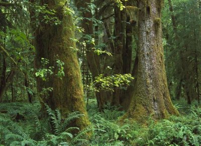 Tim Fitzharris - Moss-covered trees and dense undergrowth in the Hoh Temperate Rainforest, Olympic National Park, Washington