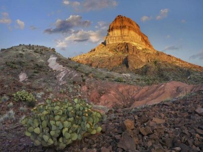 Tim Fitzharris - Prickly Pear Cactus at Cerro Castellan, Chihuahuan Desert, Big Bend National Park, Chihuahuan Desert, Texas