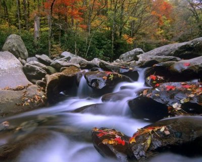 Tim Fitzharris - Little Pigeon River cascading among rocks and colorful Maple leaves, Great Smoky Mountains National Park, Tennessee