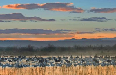 Tim Fitzharris - Snow Geese and Sandhill Cranes, Bosque del Apache National Wildlife Refuge, New Mexico