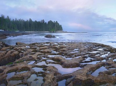 Tim Fitzharris - Tide pools exposed at low tide, Botanical Beach, Juan de Fuca Provincial Park, Vancouver Island, British Columbia, Canada