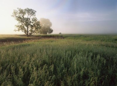 Tim Fitzharris - Oak trees shrouded in fog, tallgrass prairie in Flint Hills taken over by invasive Great Brome Grass, Kansas