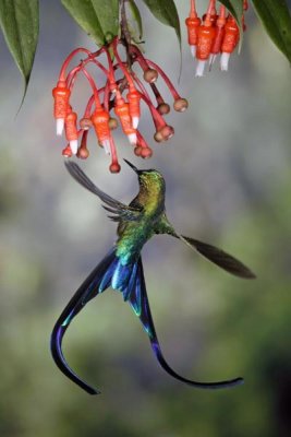 Michael and Patricia Fogden - Violet-tailed Sylph hummingbird visiting flowers of epiphytic Heath, Tandayapa Valley, Andes, Ecuador