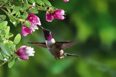 Michael and Patricia Fogden - Magenta-throated Woodstar hummingbird, feeding on epiphytic Heath, Costa Rican rainforest