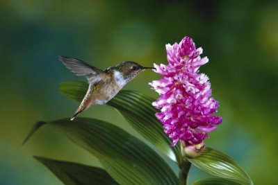 Michael and Patricia Fogden - Scintillant Hummingbird feeding at and pollinating flowers of epiphytic Orchid, Monteverde Cloud Forest Reserve, Costa Rica