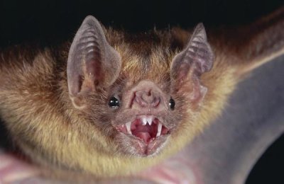 Michael and Patricia Fogden - Vampire Bat portrait, Costa Rica