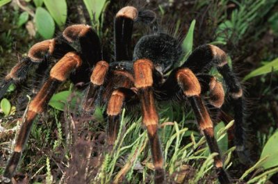Michael and Patricia Fogden - Red-kneed Tarantula close-up in vegetation, cloud forest, Costa Rica