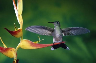 Michael and Patricia Fogden - Scaly-breasted Hummingbird near a Heliconia flower in rainforest, Costa Rica
