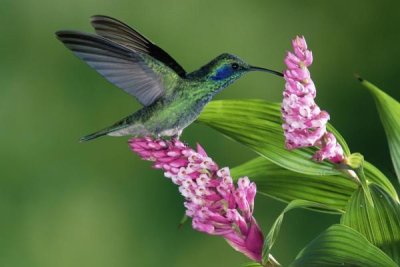 Michael and Patricia Fogden - Green Violet-ear hummingbird feeding at and pollinating epiphytic Orchid Costa Rica