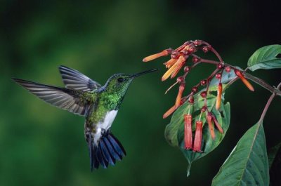 Michael and Patricia Fogden - Snowy-bellied Hummingbird male, flying near Firebush flowers cloud forest, Costa Rica