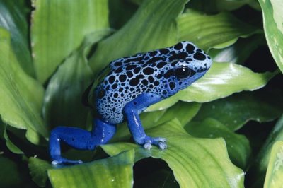 Michael and Patricia Fogden - Blue Poison Dart Frog very tiny frog used by Indian tribes to poison tips of arrows, native to South America
