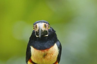 Steve Gettle - Collared Aracari, Costa Rica