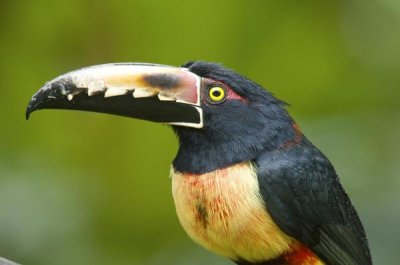 Steve Gettle - Collared Aracari, Costa Rica