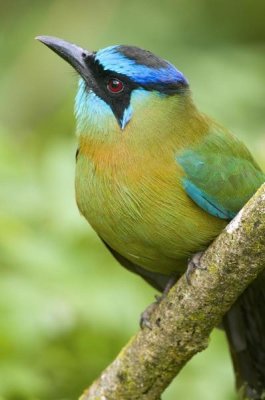 Steve Gettle - Blue-crowned Motmot, Costa Rica