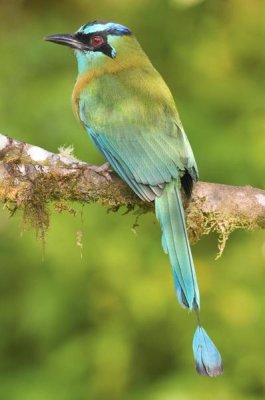 Steve Gettle - Blue-crowned Motmot, Costa Rica