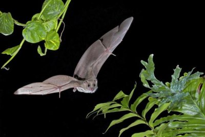 Steve Gettle - Egyptian Fruit Bat flying, Michigan