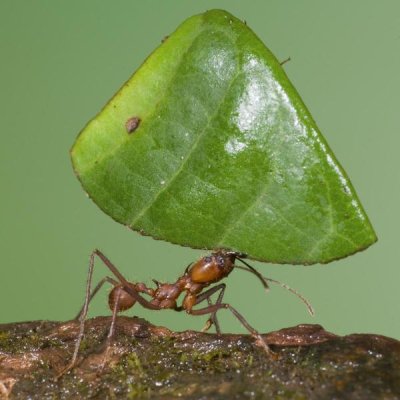 Steve Gettle - Leafcutter Ant carrying leaf, Costa Rica