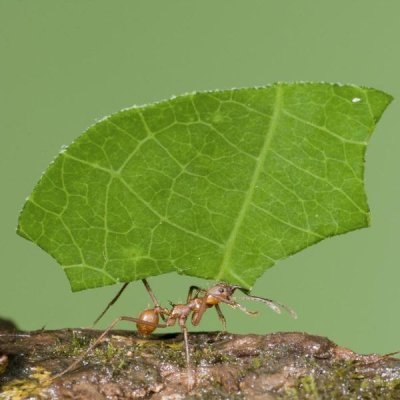 Steve Gettle - Leafcutter Ant carrying leaf, Costa Rica