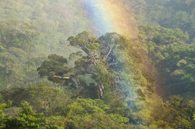 Steve Gettle - Rainbow over rainforest canopy, Costa Rica