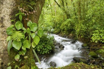 Steve Gettle - Creek flowing through rainforest, Costa Rica