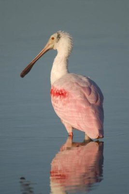 Steve Gettle - Roseate Spoonbill, Fort Myers Beach, Florida