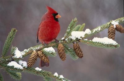 Steve Gettle - Northern Cardinal male, South Lyon, Michigan