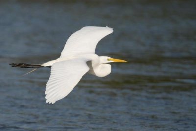 Steve Gettle - Great Egret flying, Fort Myers Beach, Florida