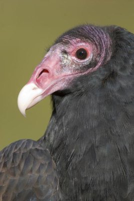 Steve Gettle - Turkey Vulture, Howell Nature Center, Michigan