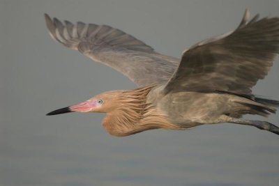 Steve Gettle - Reddish Egret flying, Fort Desoto Park, Florida