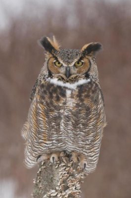 Steve Gettle - Great Horned Owl, Howell Nature Center, Michigan