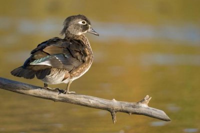 Steve Gettle - Wood Duck female, North Chagrin Reservation, Ohio