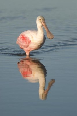Steve Gettle - Roseate Spoonbill wading, Fort Myers Beach, Florida