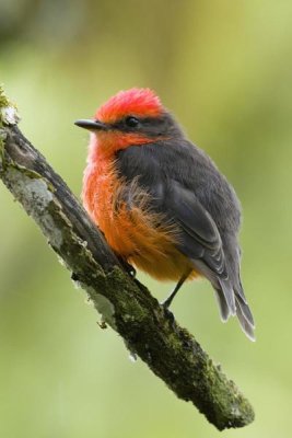 Steve Gettle - Vermilion Flycatcher male, Galapagos Islands, Ecuador