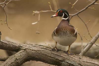 Steve Gettle - Wood Duck male, Kensington Metropark, Milford, Michigan