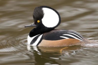 Steve Gettle - Hooded Merganser male, Kellogg Bird Sanctuary, Michigan