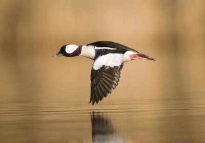 Steve Gettle - Bufflehead male flying, Island Lake Recreation Area, Michigan