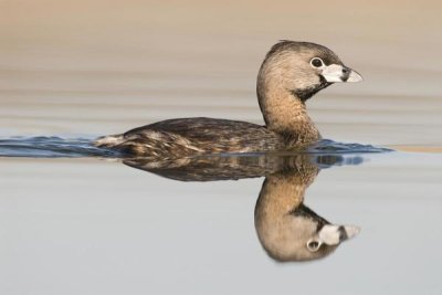 Steve Gettle - Pied-billed Grebe swimming, Island Lake Recreation Area, Michigan