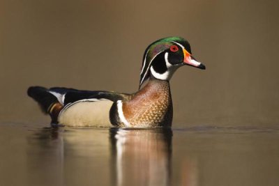 Steve Gettle - Wood Duck male in breeding plumage, Lapeer State Game Area, Michigan