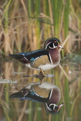 Steve Gettle - Wood Duck male in breeding plumage, Lapeer State Game Area, Michigan