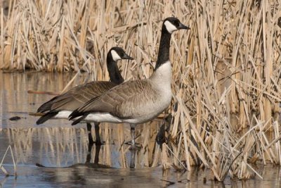 Steve Gettle - Canada Goose pair in frozen marsh, Kensington Metropark, Milford, Michigan