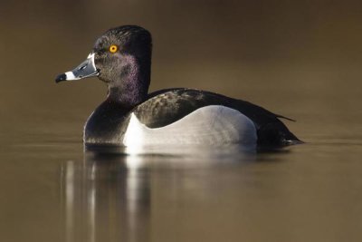 Steve Gettle - Ring-necked Duck male in breeding plumage, Island Lake Recreation Area, Michigan