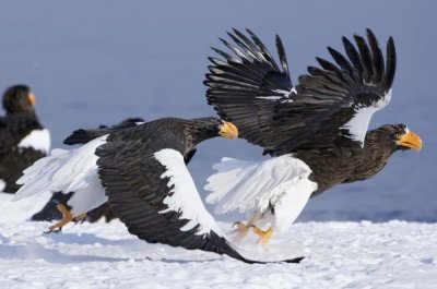 Sergey Gorshkov - Steller's Sea Eagle chasing away another adult, Kamchatka, Russia