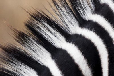 Vincent Grafhorst - Zebra mane, Khama Rhino Sanctuary, Serowe, Botswana