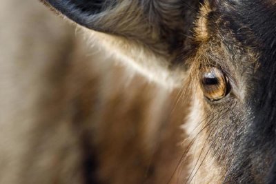 Vincent Grafhorst - Blue Wildebeest eye, Khama Rhino Sanctuary, Botswana