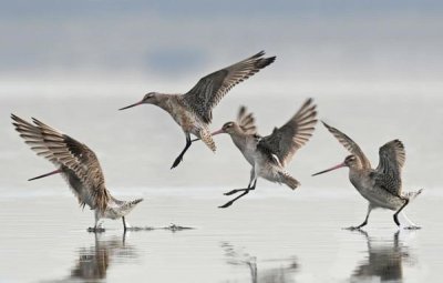 Jonathan Harrod - Bar-tailed Godwit group landing, Avon Heathcote Estuary, Christchurch, New Zealand