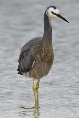 Mark Hughes - White-faced Heron wading, Porirua, New Zealand