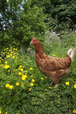Wayne Hutchinson - Domestic Chicken, free range hen, standing in meadow amongst buttercups, England