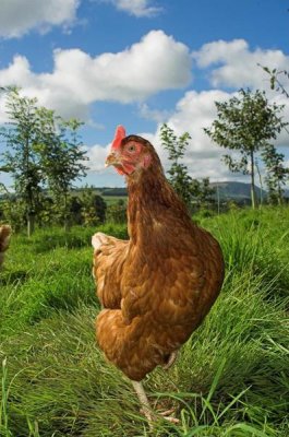 Wayne Hutchinson - Domestic Chicken, free range hen, standing amongst young trees in planted woodland, England