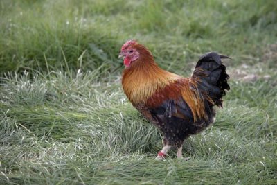 Mike Lane - Domestic Chicken, Partridge Wyandotte Miniature, cockerel